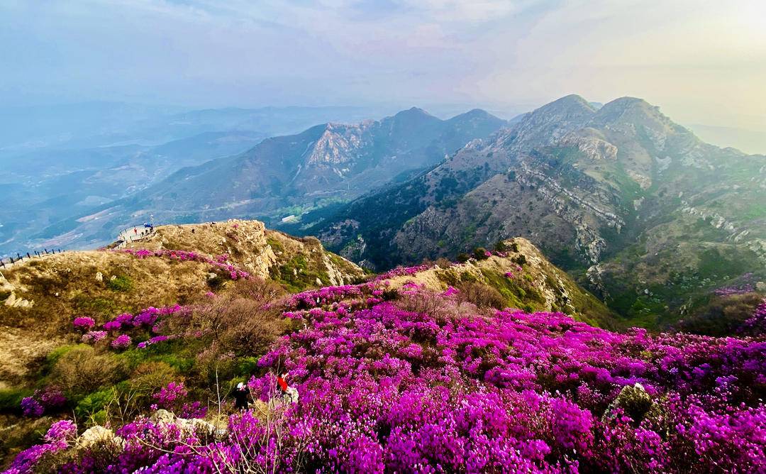 大连：大黑山杜鹃花海，许你春日好时光