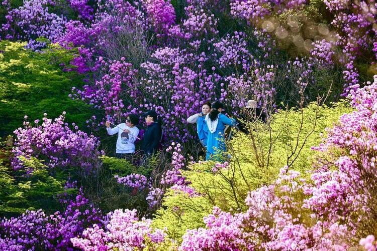 大连：大黑山杜鹃花海，许你春日好时光