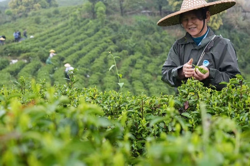 “刘三姐”春茶采摘忙