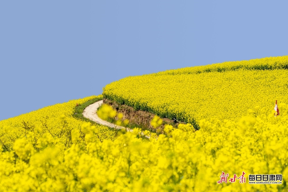 西和大桥镇：油菜花开满山香 田园风光醉春风