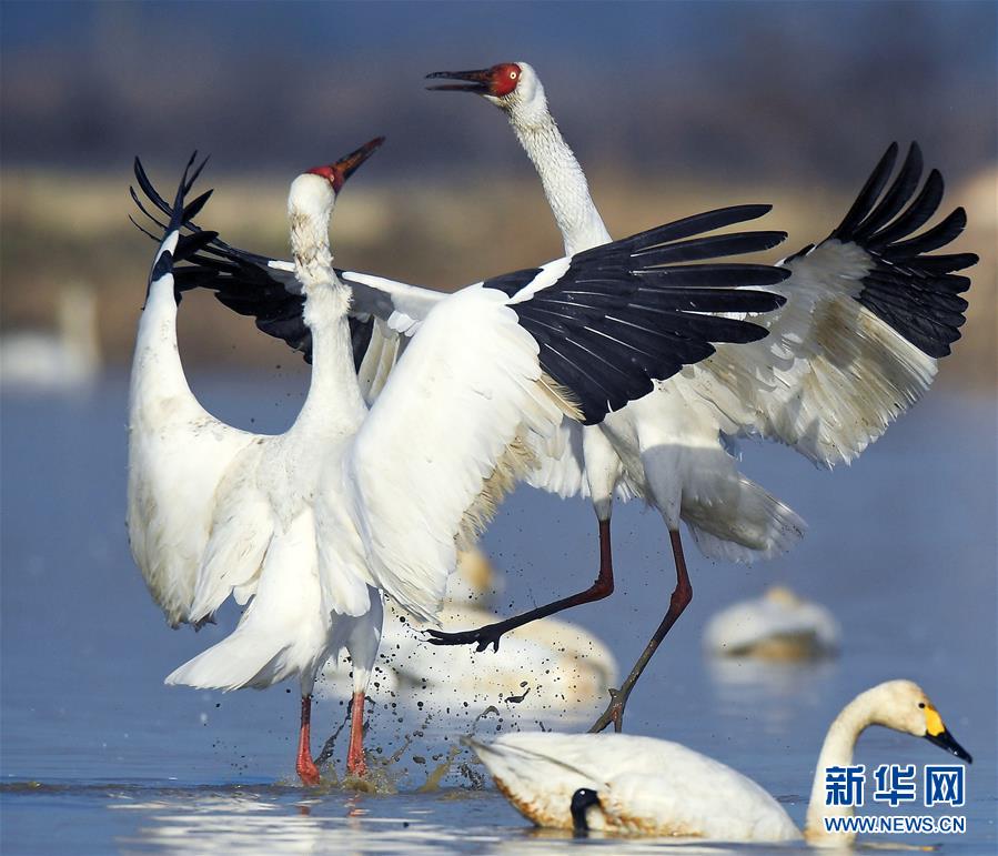 江西南昌：鹤舞鄱阳湖