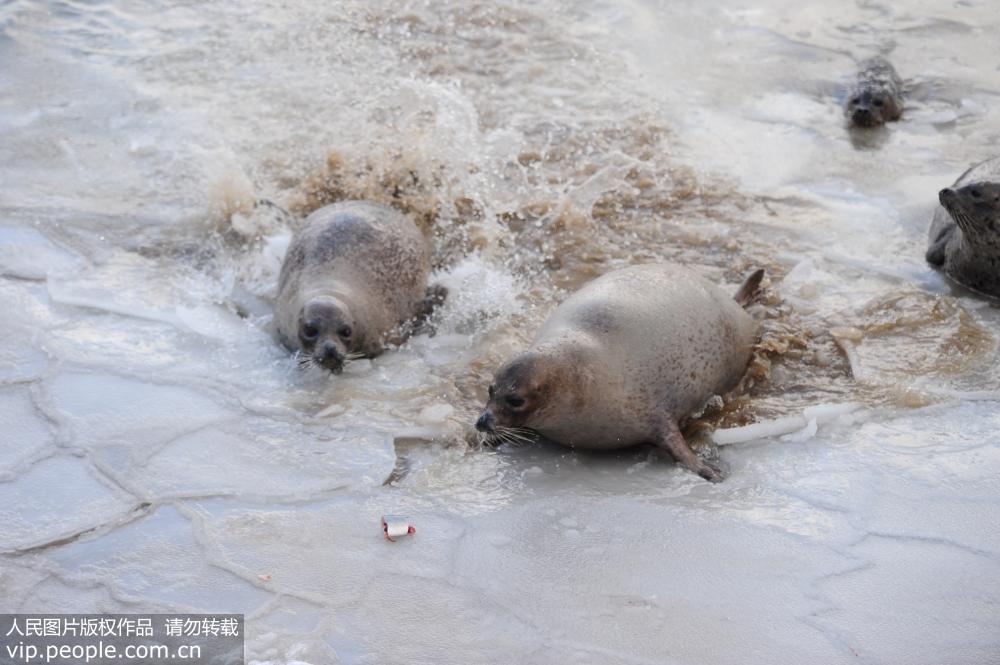 寒潮来袭 山东烟台海豹湾结冰