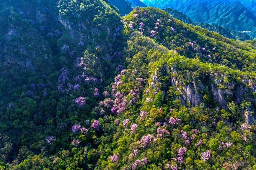 河南鲁山：紫荆花开漫山谷