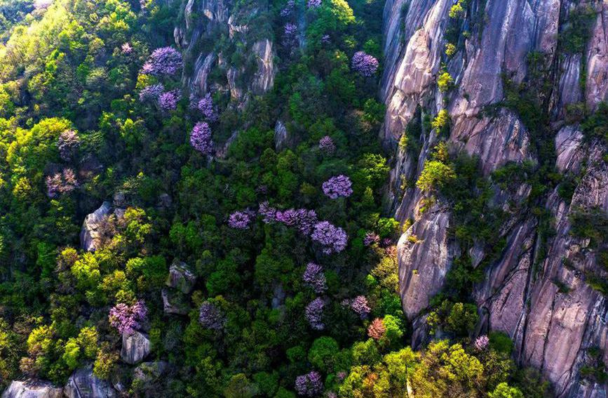 河南鲁山：紫荆花开漫山谷