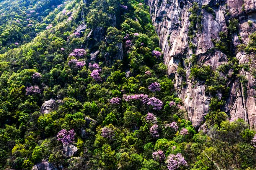 河南鲁山：紫荆花开漫山谷