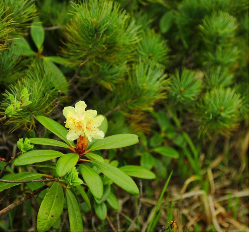 春日赏花图鉴｜这10种春季盛开的山花你都认识吗？