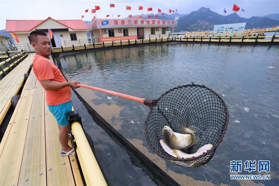 福建宁德：一尾黄鱼游出百亿产业