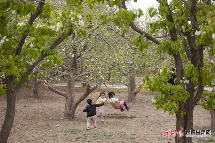 酒泉：戈壁小镇生态美 桃花盛开醉游人