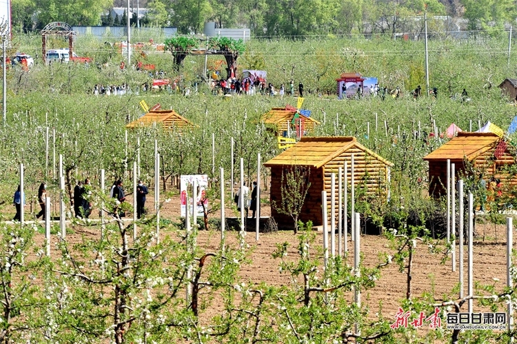 礼县：苹果花香送清甜 直播带货助增收