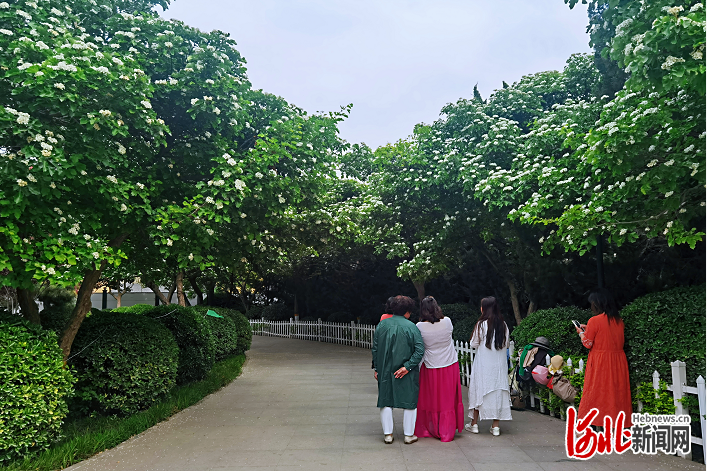 山楂花开了！快来石家庄元南公园赏花打卡