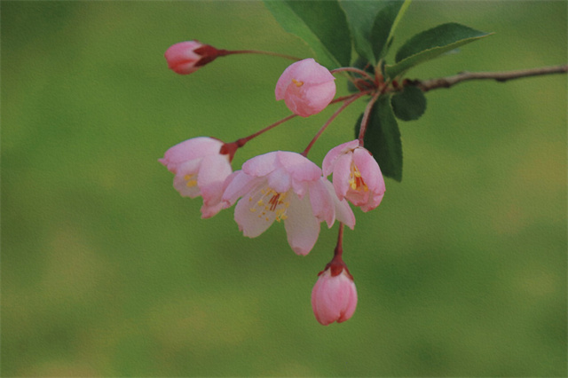 南京高校繁花似锦