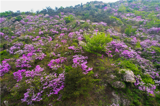 连云港海州：锦屏野花谷 杜鹃瀑山涧_fororder_2