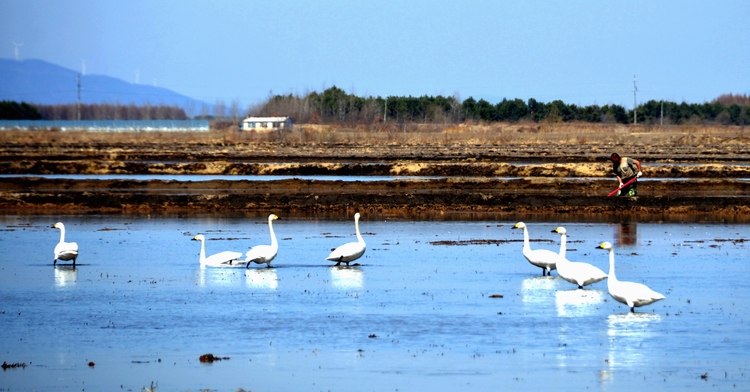 稻田地，飞来一群白天鹅……