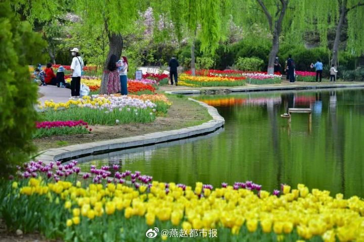 一大波美图来袭！河北石家庄植物园郁金香花开正盛 牡丹、芍药次第开放