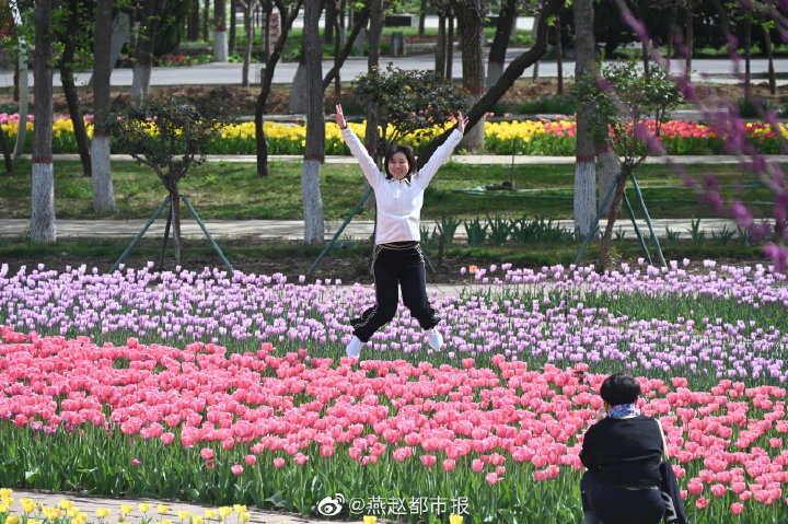 一大波美图来袭！河北石家庄植物园郁金香花开正盛 牡丹、芍药次第开放