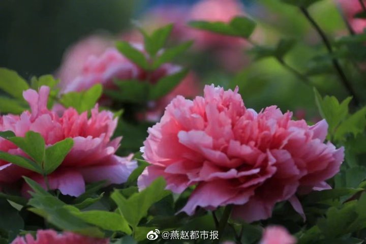 一大波美图来袭！河北石家庄植物园郁金香花开正盛 牡丹、芍药次第开放