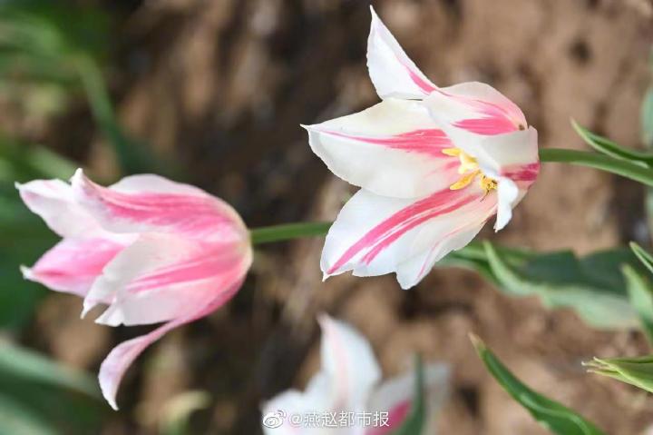 一大波美图来袭！河北石家庄植物园郁金香花开正盛 牡丹、芍药次第开放