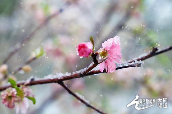 谁遣雪花开！大同四月飞雪来