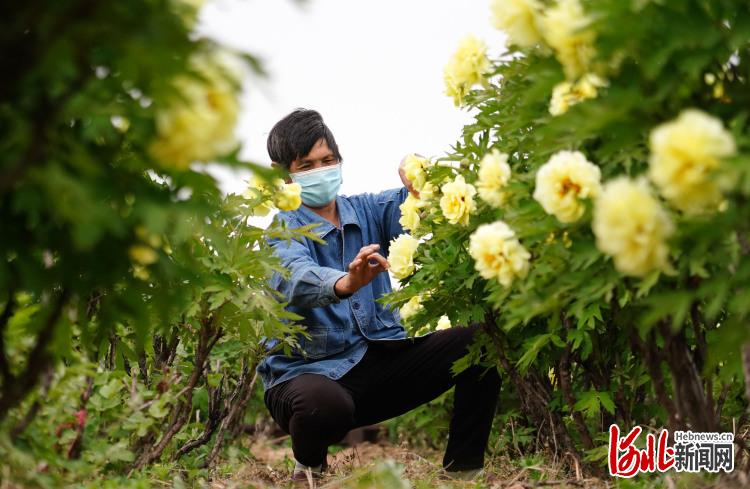 河北邯郸：“花海经济”助力乡村振兴