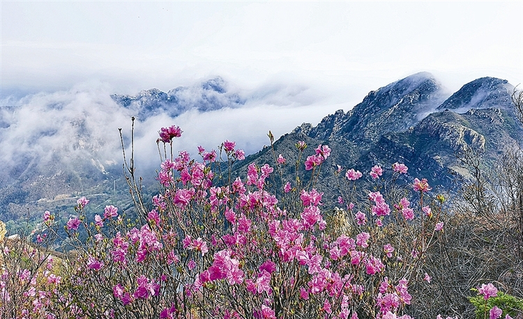 杜鹃花舞大连大黑山 约会春日好时光_fororder_1