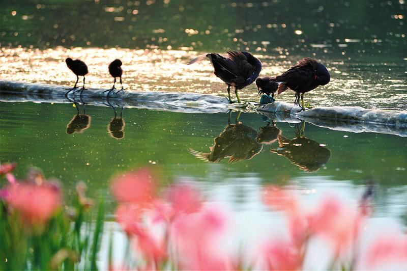 广西南宁：4月草长莺飞 南湖公园真热闹