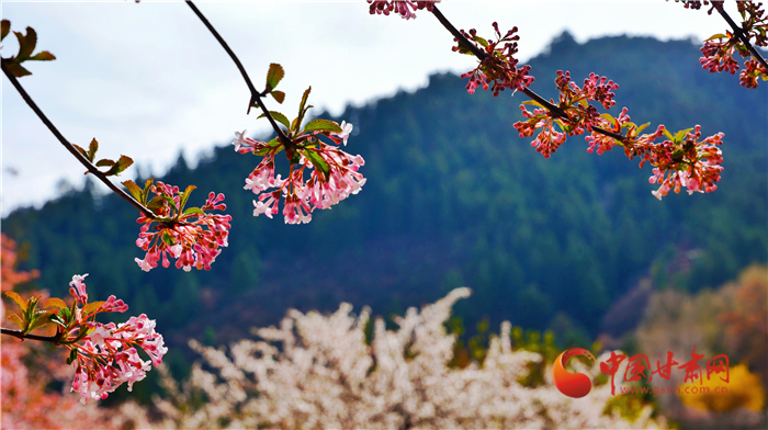 【陇拍客】兰州兴隆山：暮春花开更葱茏_fororder_6