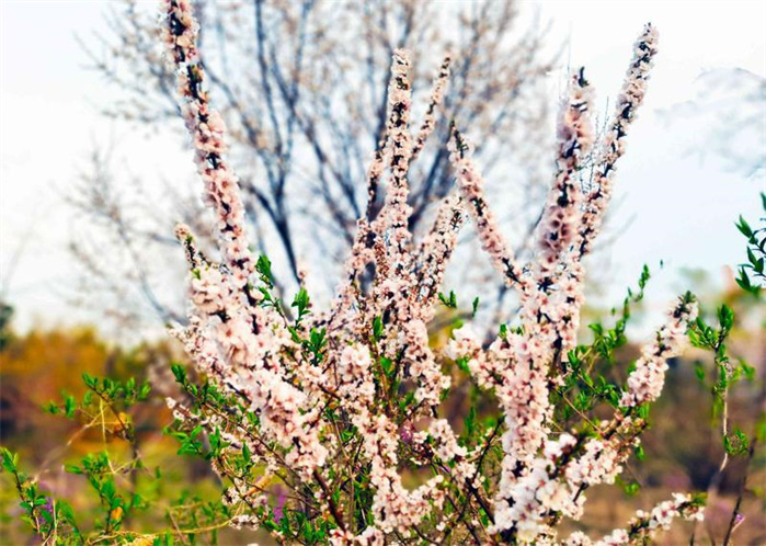 长春：春意正浓 花开疫散