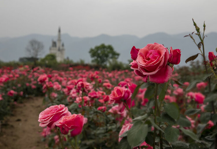 【创建天府旅游名县】绵竹：人间最美四月天 打卡中国玫瑰谷_fororder_QQ图片20220429084221