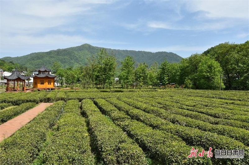 康县：飘香茶园采茶忙 绿水青山处处景_fororder_茶 1