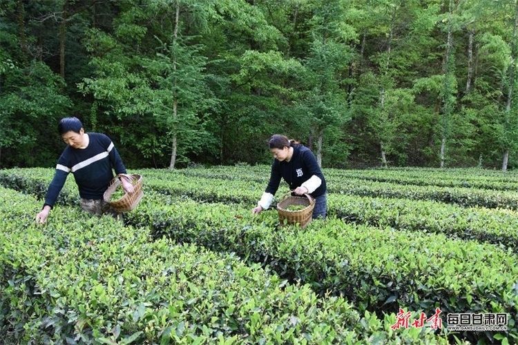 康县：飘香茶园采茶忙 绿水青山处处景_fororder_茶3