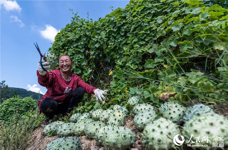 湖北秭归特色果蔬助农脱贫增收