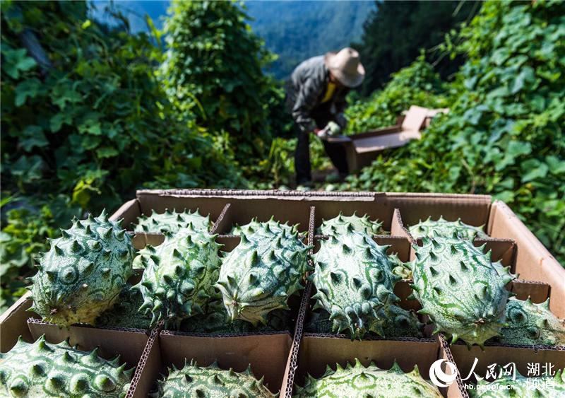 湖北秭归特色果蔬助农脱贫增收