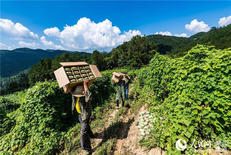 湖北秭归特色果蔬助农脱贫增收