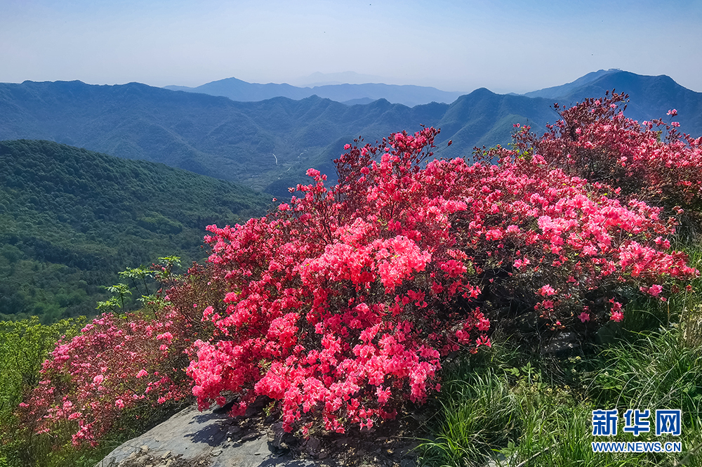 杜鹃怒放双峰山 漫山遍野如云霞