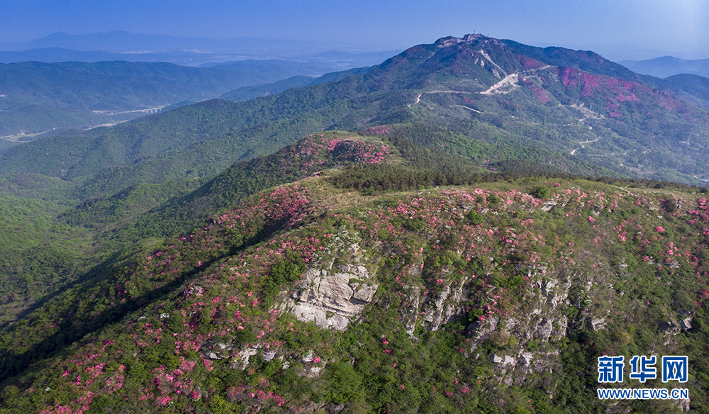 杜鹃怒放双峰山 漫山遍野如云霞