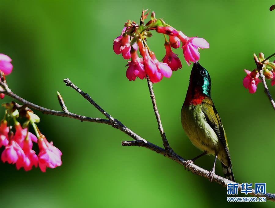 福州：樱花丛中鸟纷飞