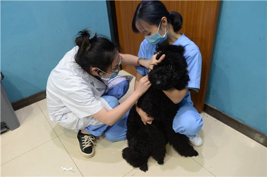 【法制安全】重庆江北推行犬只电子芯片植入及电子犬证管理