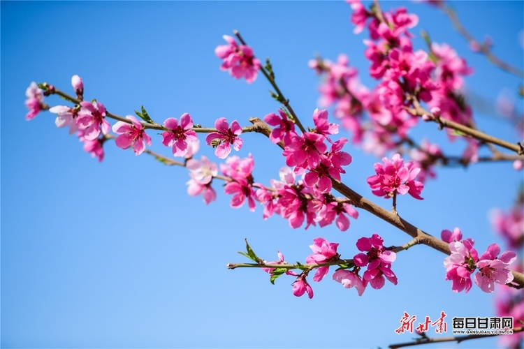 敦煌：人面桃花笑春风 鸣沙山下春意浓