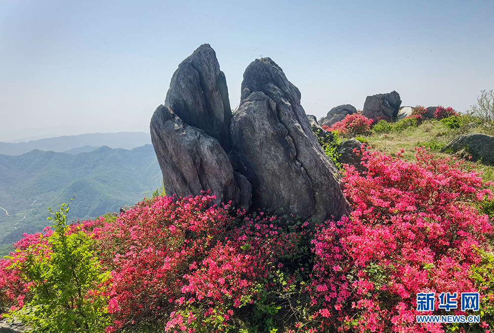 杜鹃怒放双峰山 漫山遍野如云霞