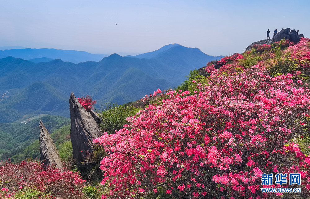 杜鹃怒放双峰山 漫山遍野如云霞