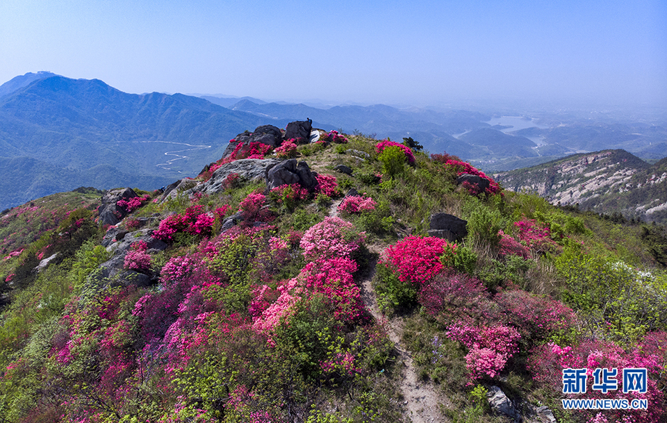 杜鹃怒放双峰山 漫山遍野如云霞