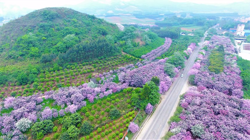 广西“壮美公路”美如画