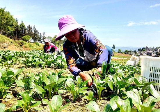 （供稿）贵州水城：规模化种植蔬菜 拓宽销售渠道_fororder_b752fd9051c5bbb95da029115436091