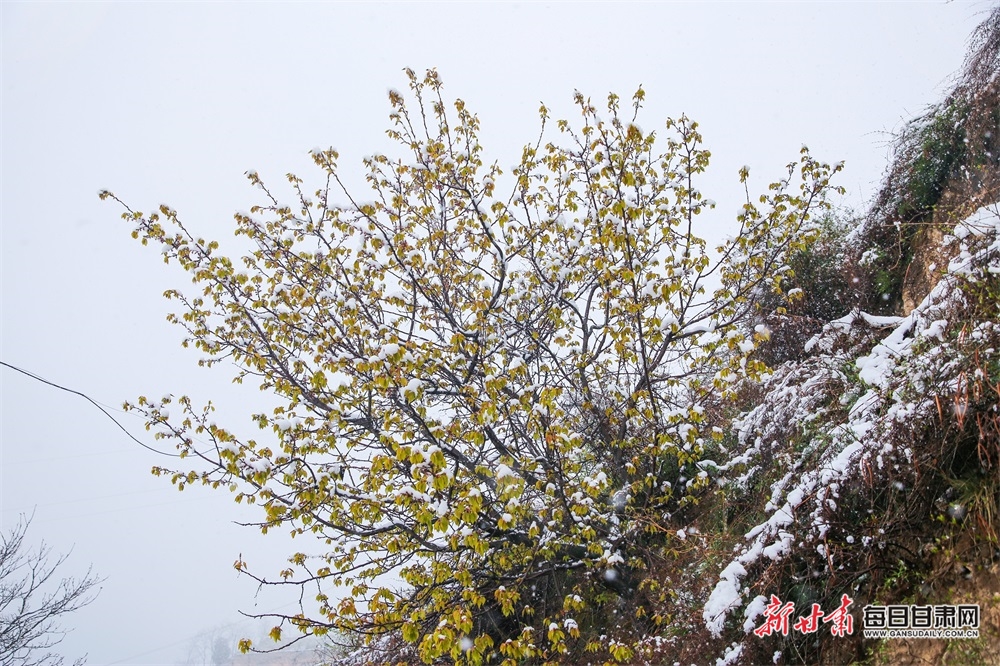 料峭四月喜降春雪 仇池故里美色倾城