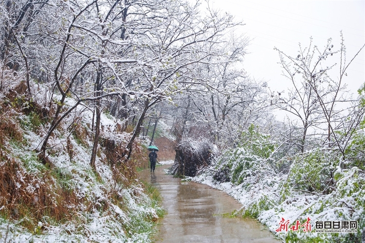 料峭四月喜降春雪 仇池故里美色倾城