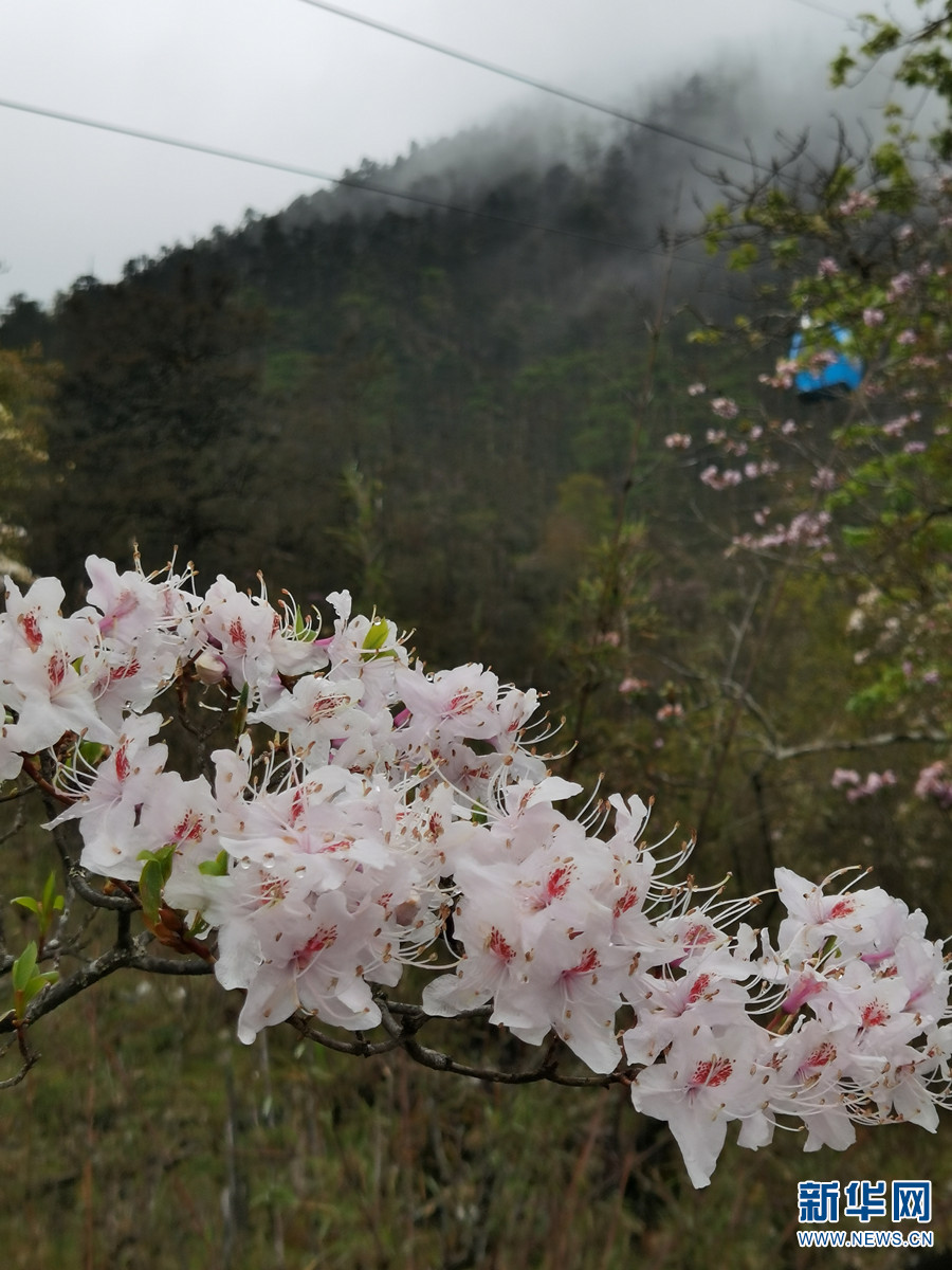 丽江玉龙雪山景区杜鹃花迎雪绽放