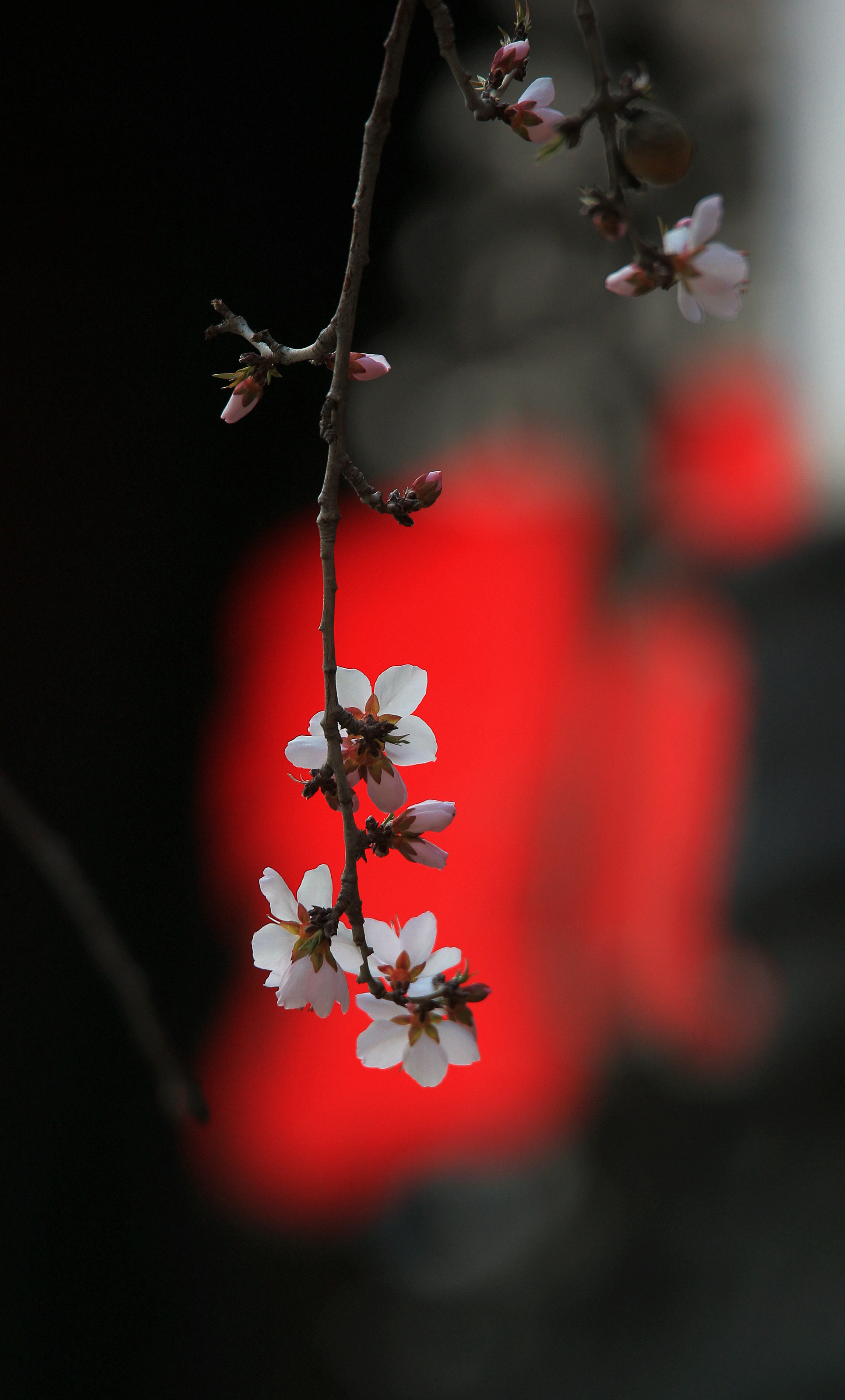 桃花绽放闹枝头