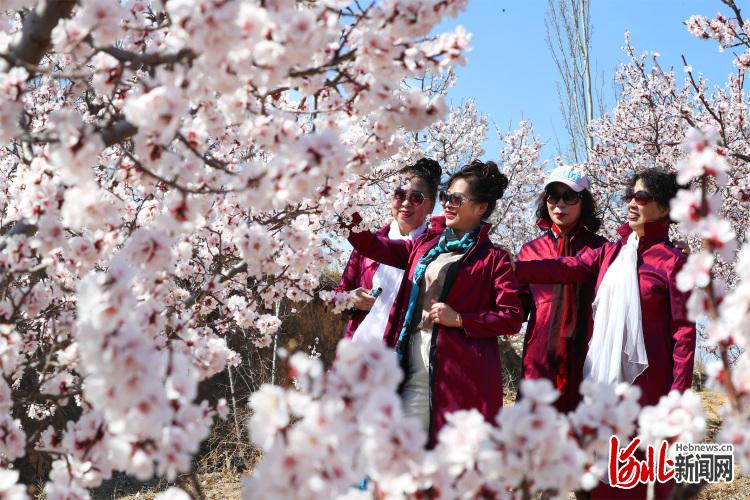 河北张家口：杏花惹人醉