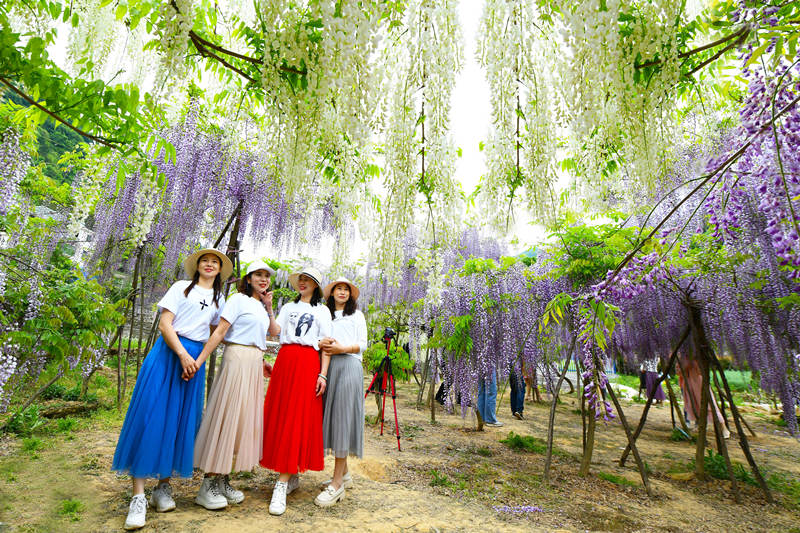 湖北省十堰市张湾区：紫藤花开美如瀑