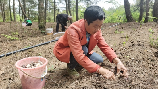 （供稿）贵州修文：林下“聚宝盆”赤松茸喜丰收_fororder_修文1